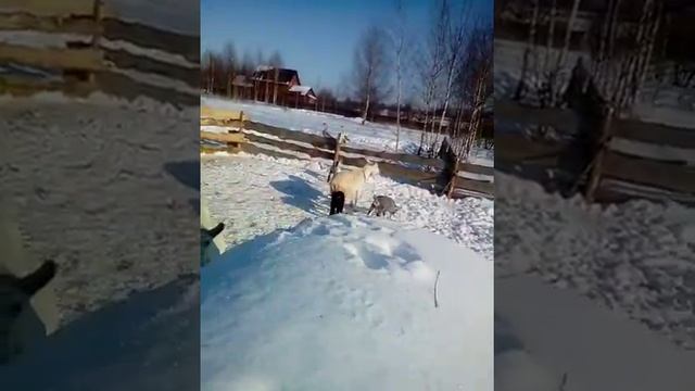 Окот козы на улице, в мороз. смотреть онлайн