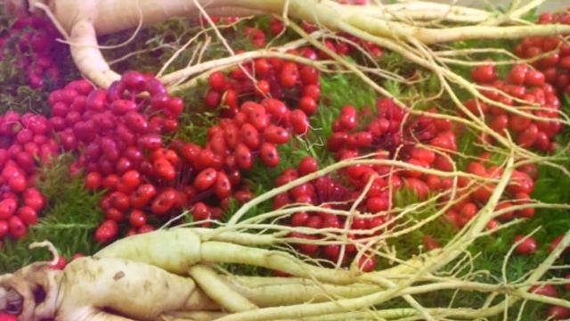 ЖЕНЬШЕНЬ ПОЛЬЗА И ВРЕД | корень женьшеня польза, чем полезен женьшень? смотреть онлайн