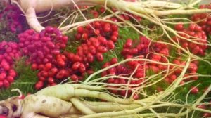 ЖЕНЬШЕНЬ ПОЛЬЗА И ВРЕД | корень женьшеня польза, чем полезен женьшень?