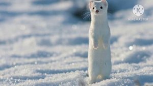 Животный мир Донбасса 2-А