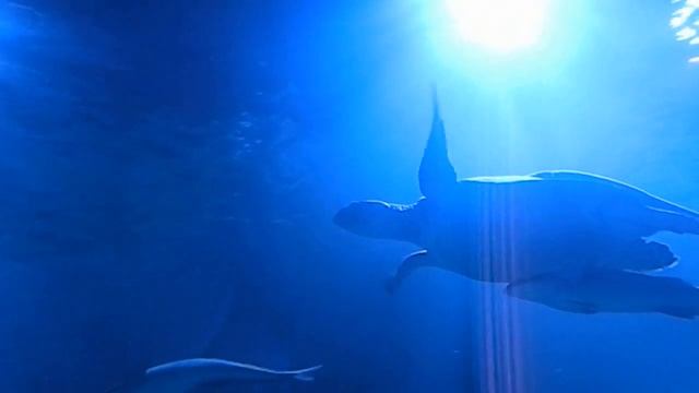 океанариум Гранд Аквариум Хургада 2015г. Подводный мир Hurghada Grand Aquarium смотреть онлайн