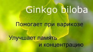 Гинкго Билоба