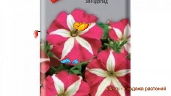 Петуния обыкновенная Звездопад (zvezdopad) ? Звездопад обзор: как сажать, семена петунии Звездопад