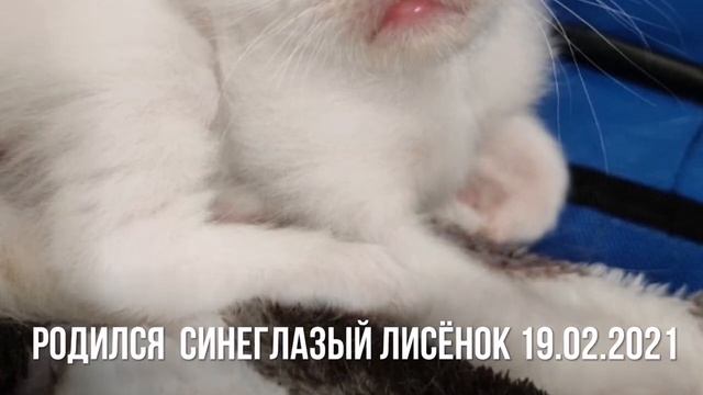 "Котолис" - кот Священной бирмы, Захар Затейник Белые Лапки смотреть онлайн