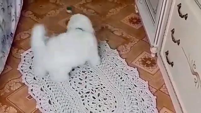 Щенок Бишон Фризе мальчик 3,5 м-ца смотреть онлайн