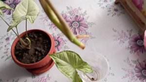 Сингониум (укоренение отростков,продолжение).