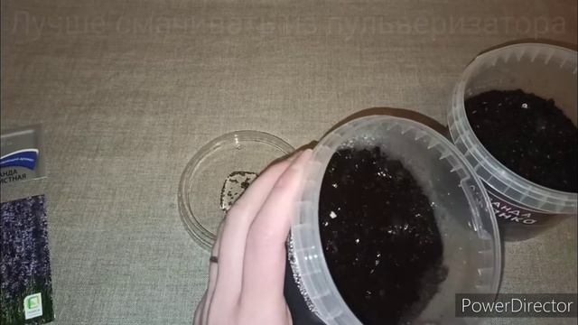 Стратификация семян лаванды за 1 час (результаты в конце видео) смотреть онлайн