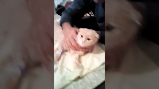 Лечем кота дома смотреть онлайн