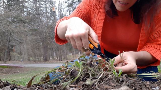 Spring Pincushion Flower Pruning - Scabiosa • Growing Home Gardening