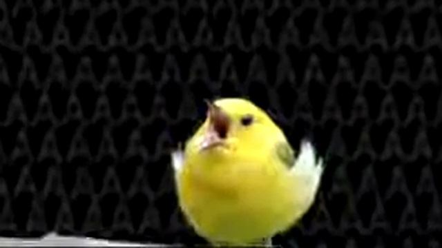 крик боли и печали смотреть онлайн