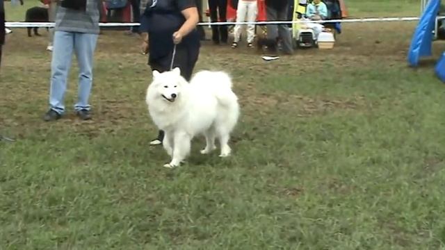 самоед в ринге / 23 мая 2010 САСIB Луганск. смотреть онлайн