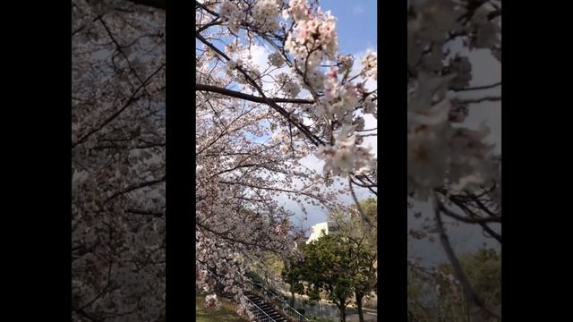 桜　Sakura (Cherry blossoms) смотреть онлайн