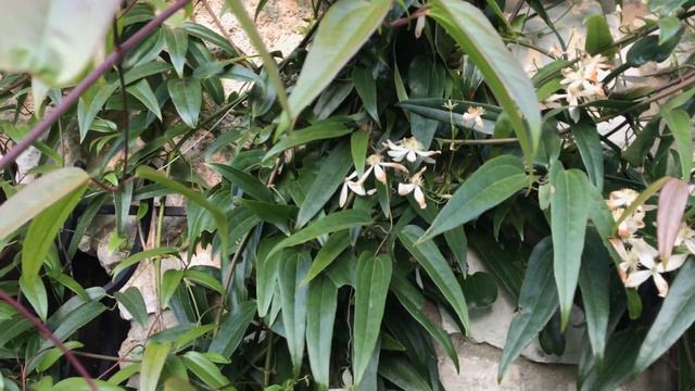 Clématite d'Armand ''Clematis armandii'Snowdrift' Le parfum douillet de l'oeillet vanillé. смотреть онлайн
