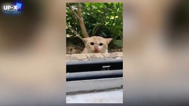 Смешные котики #40.mp4 смотреть онлайн