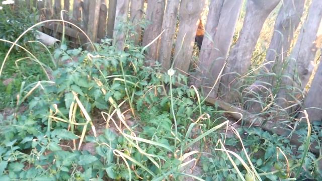 Озимый чеснок, урожай 2017 смотреть онлайн