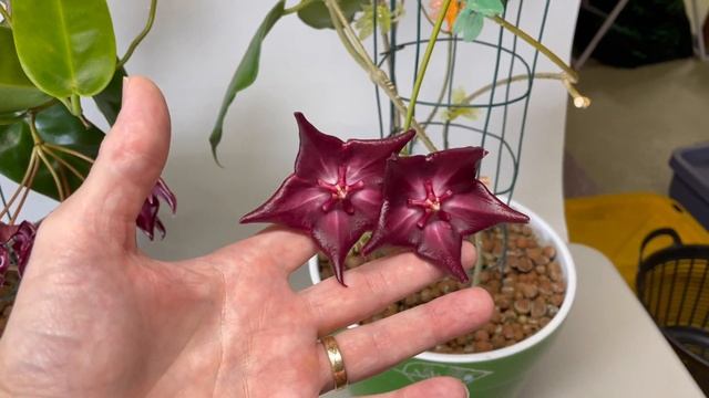 A Visit With Hoya Onychoides 'New' AH 455