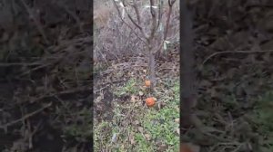 Джумбо помм