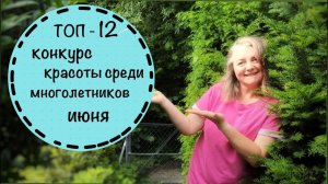 Топ 12  цветущих многолетников июня. Конкурс красоты и мой рейтинг.