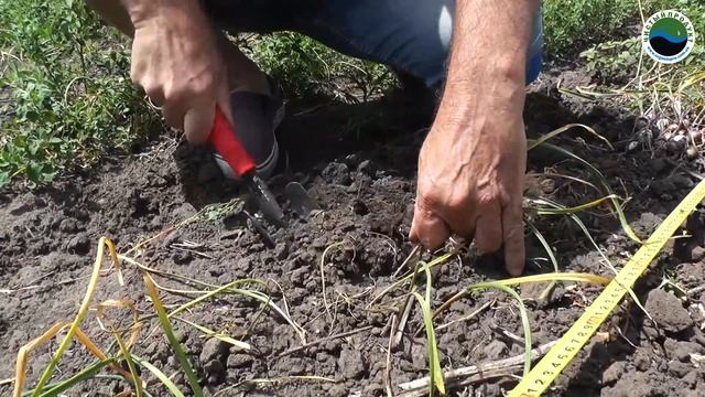 Продовольственная тыква и однозубка чеснока от ТОВ "Чистый продукт" смотреть онлайн