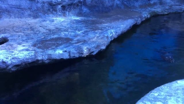 КРОКУС СИТИ ОКЕАНАРИУМ. ЭКСПОЗИЦИЯ «МОРЯ И ОКЕАНЫ». Кольчатая нерпа. Красногорск. 13.07.2021г. смотреть онлайн