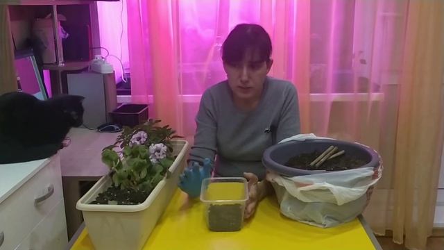 Выращивание петунии из семян и черенками смотреть онлайн