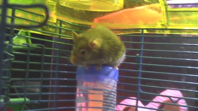 DOING A HUGE HEALTH CHECK ON ALL MY 19+ PETS! -Pet Adventures смотреть онлайн