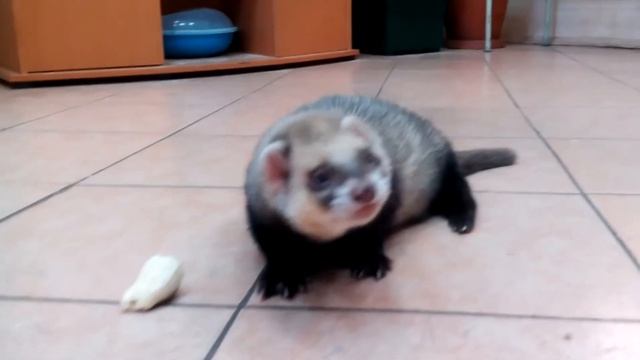 Хорек Филя/Хорек не хочет есть банан/Смешные животные смотреть онлайн