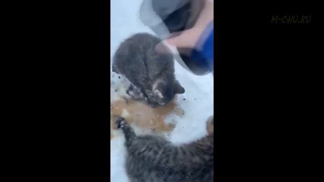Мужчина спас трёх котят, которые примёрзли к дороге. В этом ему помог - кофе. смотреть онлайн