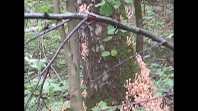 Вылазка в лес за опятами смотреть онлайн