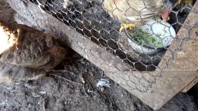 Мама это я?! | Курица неожиданно усыновила цыплят) 3 июля 2021 г. смотреть онлайн