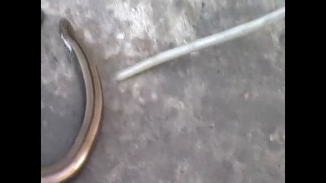Змееящерица смотреть онлайн