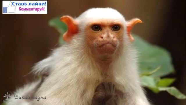 Игрунка серебристая/Silvery Marmoset