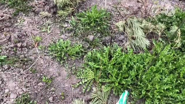 ВЕСЕННИЕ РАБОТЫ НА ДАЧЕ/ОТДЫХ С СЕМЬЁЙ смотреть онлайн