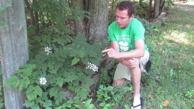 Poison Ivy -  How To Identify