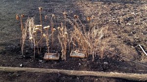 Пение щегла и репла на ловле.