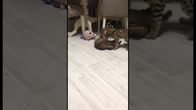 Драка или игра??#каракал#сервал#caracal#serval смотреть онлайн