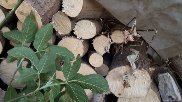 Славянск.22 августа 2022г. Вечер. смотреть онлайн