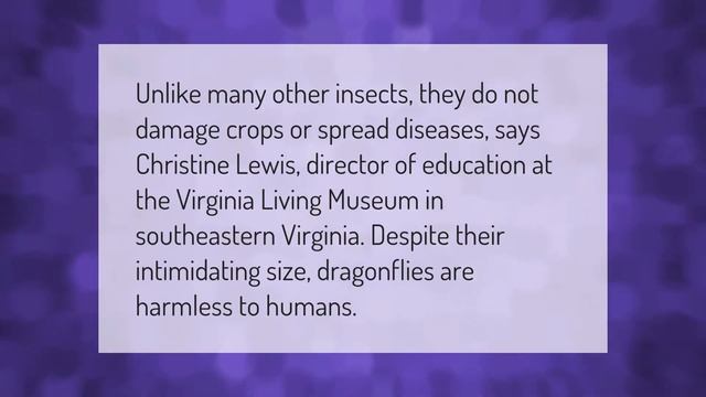 Do dragonflies harm humans? смотреть онлайн