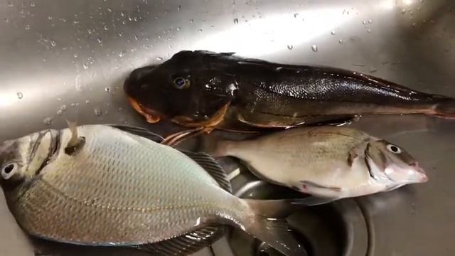 # Морской петух! смотреть онлайн