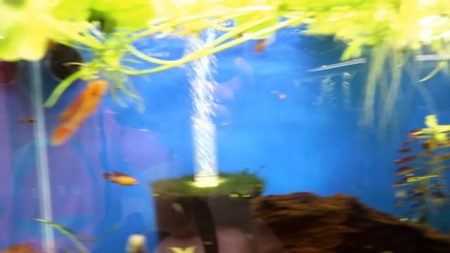 Apistogramma Agassizi - New Tropical Fish In The Fish Room