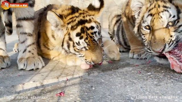 Куры каннибалы, а грифы чуть не УКРАЛИ у нас ТЕЛЕФОН - вот почему их боятся. Animals life in Taigan смотреть онлайн