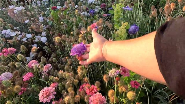 Cut Flower Garden Tour!!! SO Many Pretty Things! 🌸🌼🌹 // Garden Answer
