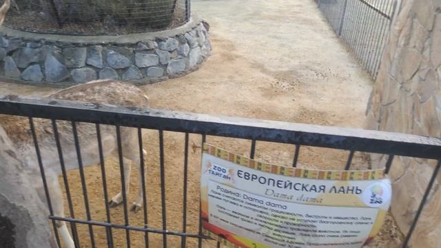 Достопримечательность Крыма сафари-парк Тайган смотреть онлайн