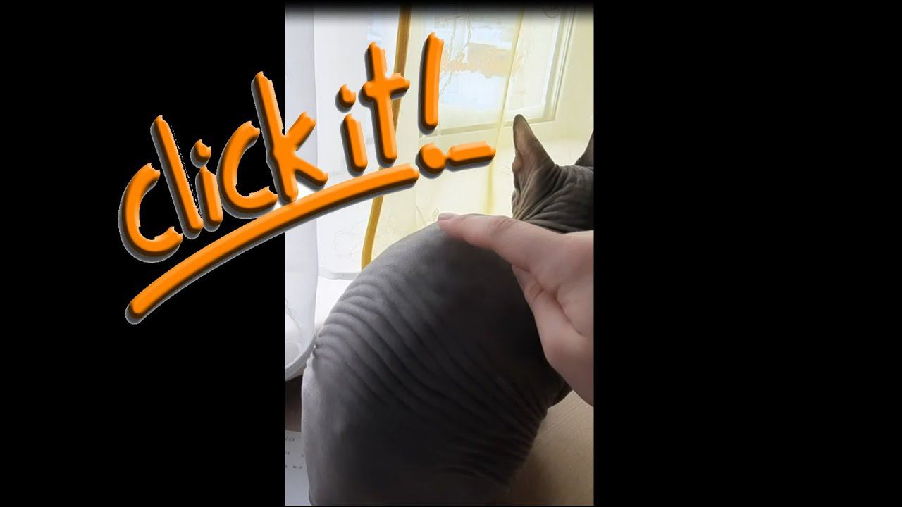 СЕНСОРНЫЙ КОТ  #shorts