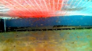 Случилась неприятное - Гуппи зашаталась