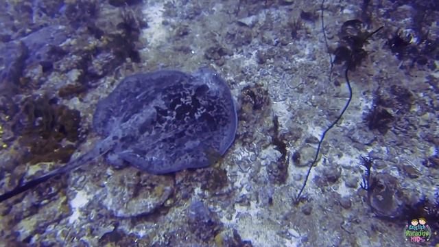 The Rays and Stingrays for Children with videos смотреть онлайн
