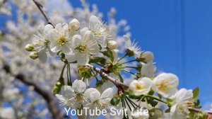 Цветущая вишня. Как красиво цветёт вишня весной в моём саду. Цвет вишни. Весна Цветение вишни.