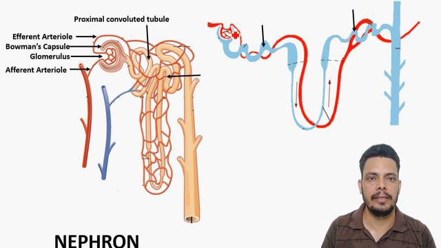 Life Processes - Excretion смотреть онлайн