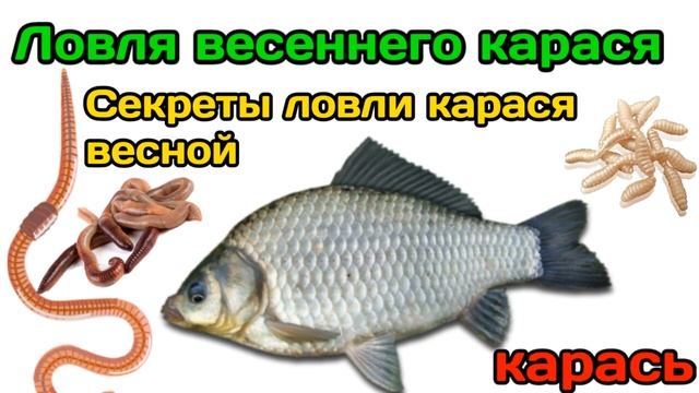 Когда начинается клёв карася весной? Советы ловли карася весной смотреть онлайн