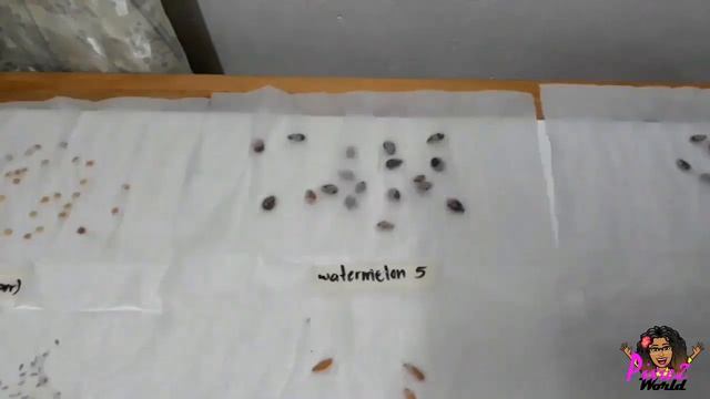 Will All The Seeds Germinate? -COVantine Home Garden In Dominica ?? Episode 1 - Pixiez World